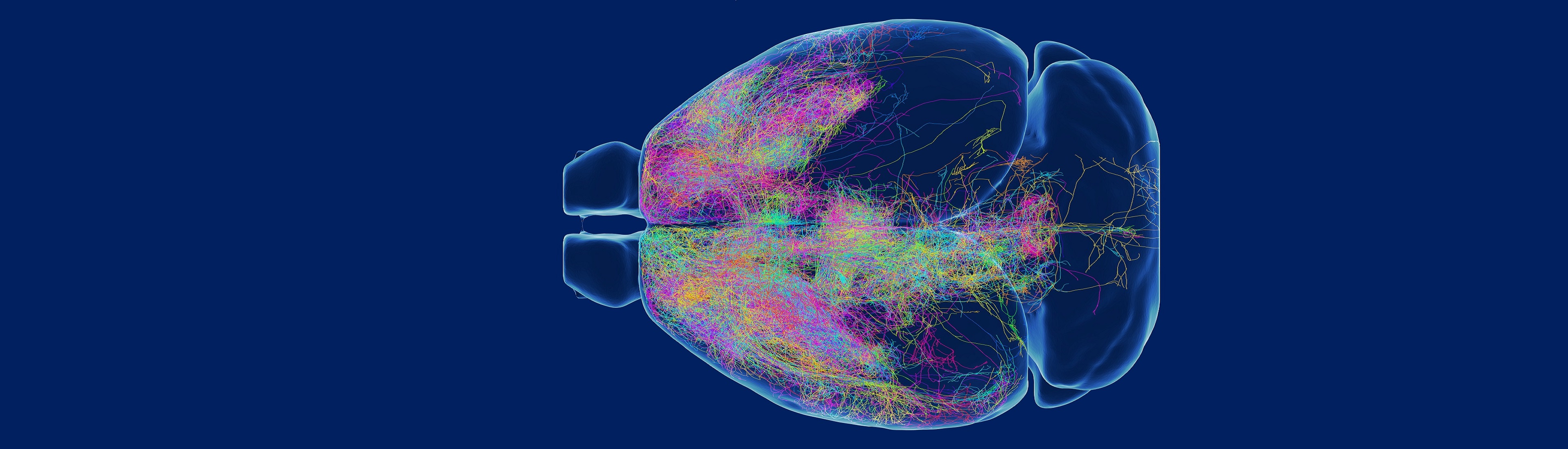 中科院腦智卓越中心發布小鼠前額葉單神經元投射圖譜的研究成果